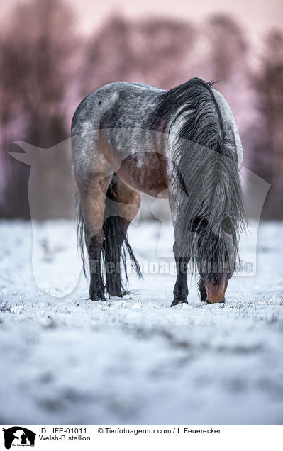 Welsh-B stallion / IFE-01011