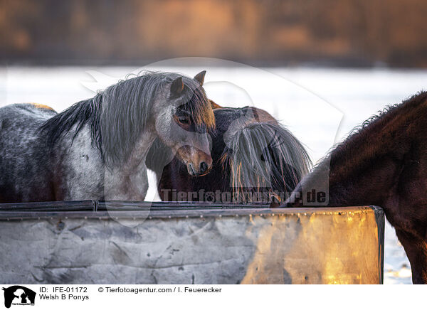 Welsh B Ponys / Welsh B Ponys / IFE-01172