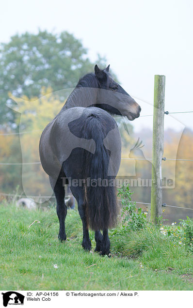 Welsh Cob / Welsh Cob / AP-04156