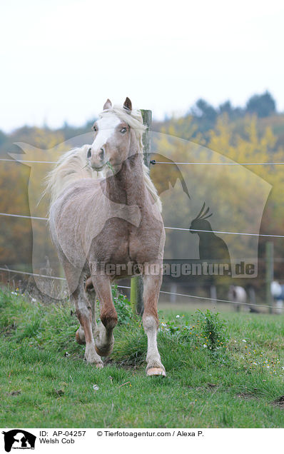 Welsh Cob / Welsh Cob / AP-04257