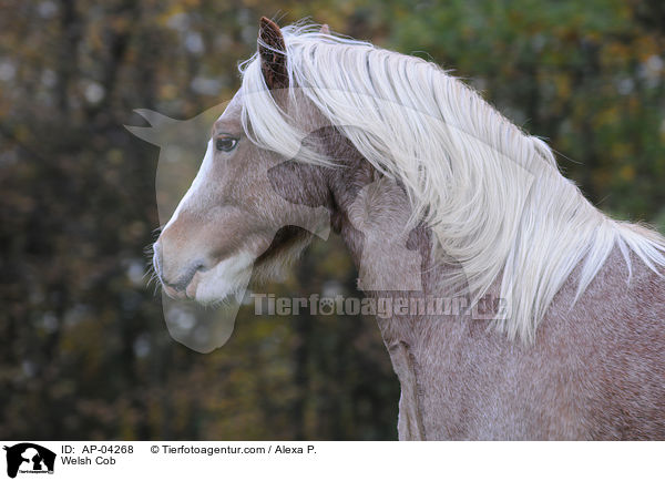 Welsh Cob / Welsh Cob / AP-04268