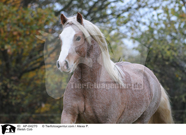 Welsh Cob / Welsh Cob / AP-04270