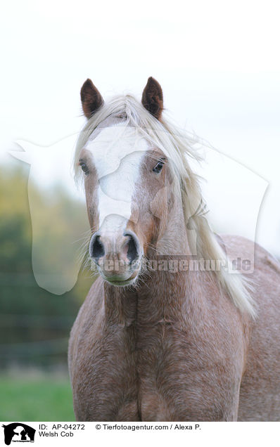 Welsh Cob / Welsh Cob / AP-04272