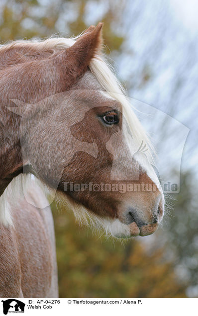 Welsh Cob / Welsh Cob / AP-04276