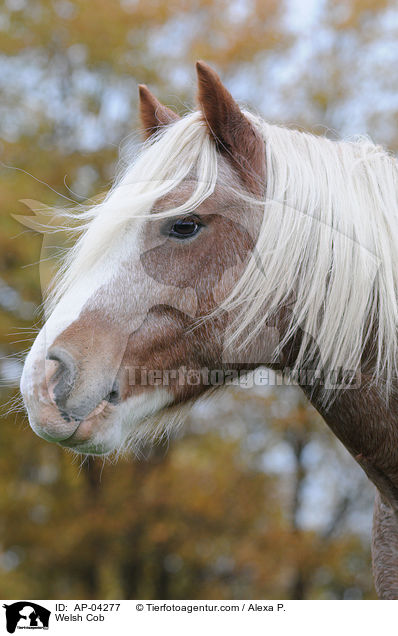 Welsh Cob / Welsh Cob / AP-04277