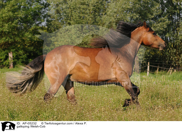 galoppierender Welsh-Cob / galloping Welsh-Cob / AP-05232