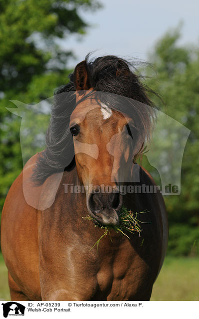 Welsh-Cob Portrait / Welsh-Cob Portrait / AP-05239