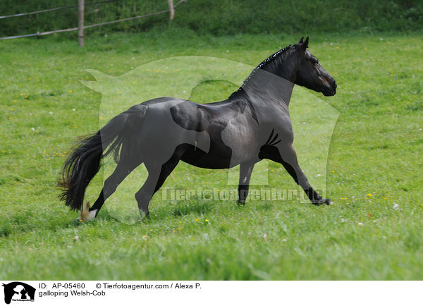 galoppierender Welsh-Cob / galloping Welsh-Cob / AP-05460