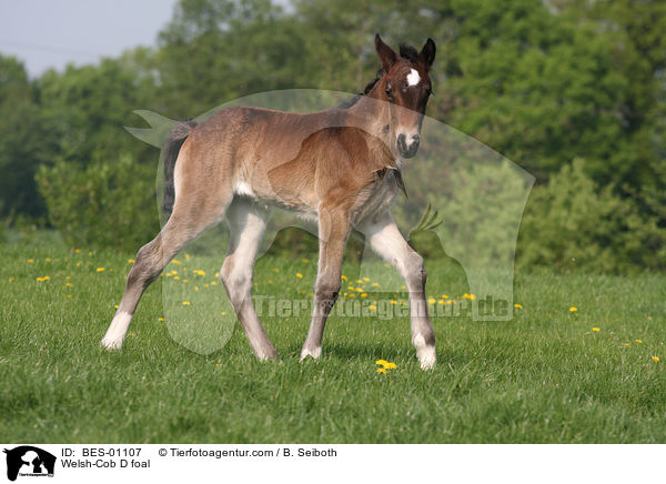 Welsh-Cob D foal / BES-01107