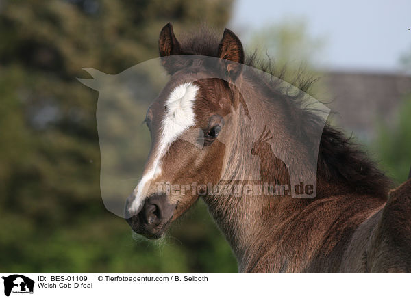 Welsh-Cob D Fohlen / Welsh-Cob D foal / BES-01109