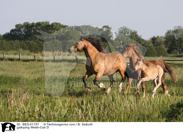 galloping Welsh-Cob D / BES-01157