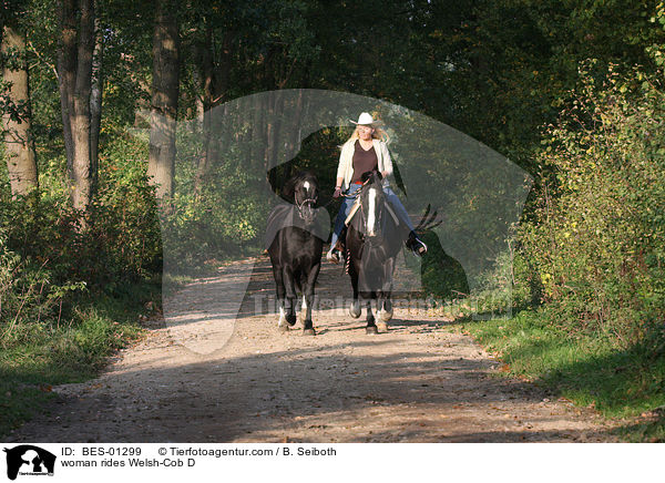 Frau reitet Welsh-Cob D / woman rides Welsh-Cob D / BES-01299