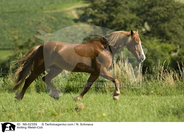 trabender Welsh-Cob / trotting Welsh-Cob / NS-02359