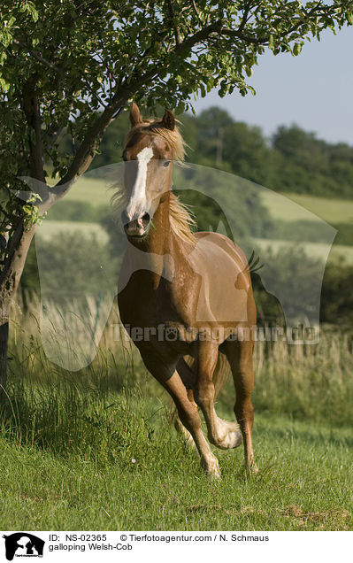 galoppierender Welsh-Cob / galloping Welsh-Cob / NS-02365