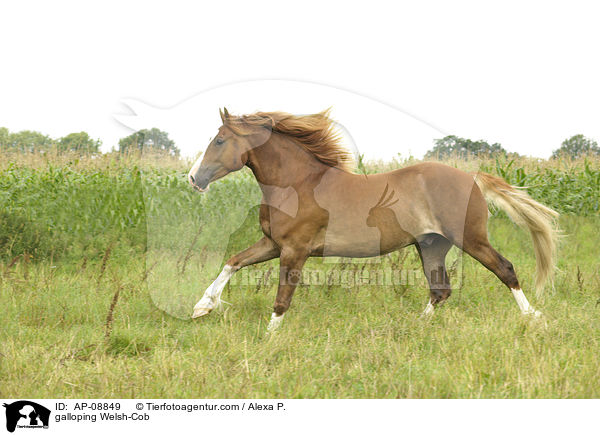 galloping Welsh-Cob / AP-08849