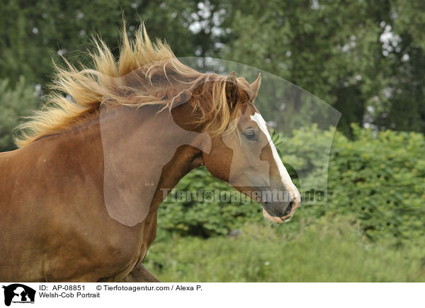 Welsh-Cob Portrait / Welsh-Cob Portrait / AP-08851