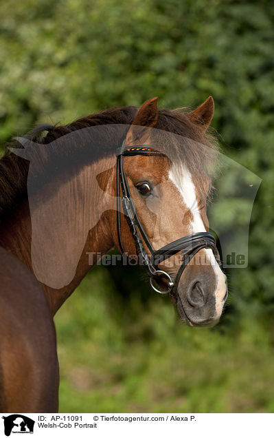 Welsh-Cob Portrait / AP-11091