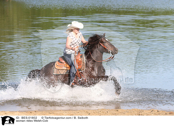 Frau reitet Welsh-Cob / woman rides Welsh-Cob / BES-01802