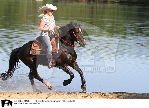 Frau reitet Welsh-Cob / woman rides Welsh-Cob / BES-01804