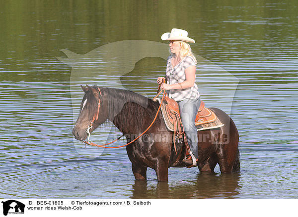 woman rides Welsh-Cob / BES-01805