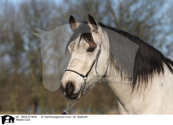 Welsh-Cob / Welsh-Cob / BES-01808