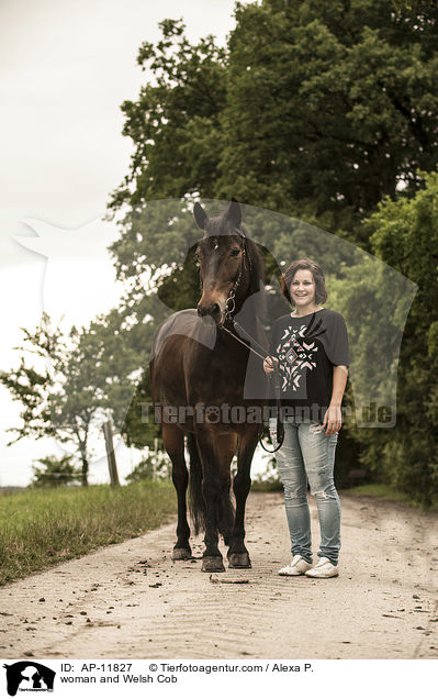 Frau und Welsh Cob / woman and Welsh Cob / AP-11827