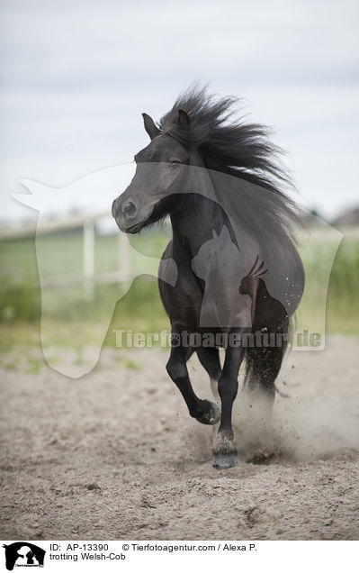 trotting Welsh-Cob / AP-13390