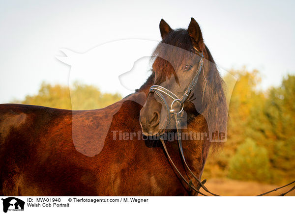 Welsh Cob Portrait / Welsh Cob Portrait / MW-01948