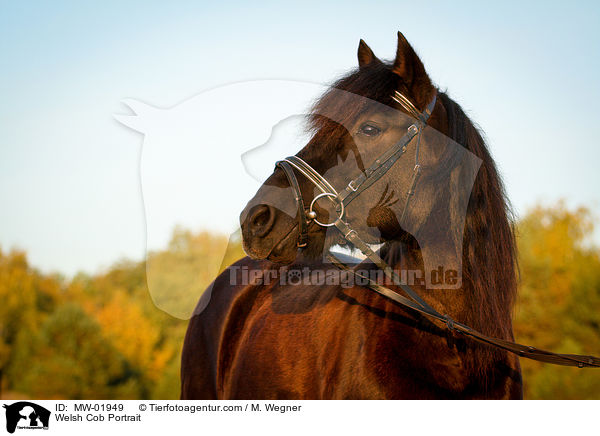 Welsh Cob Portrait / Welsh Cob Portrait / MW-01949