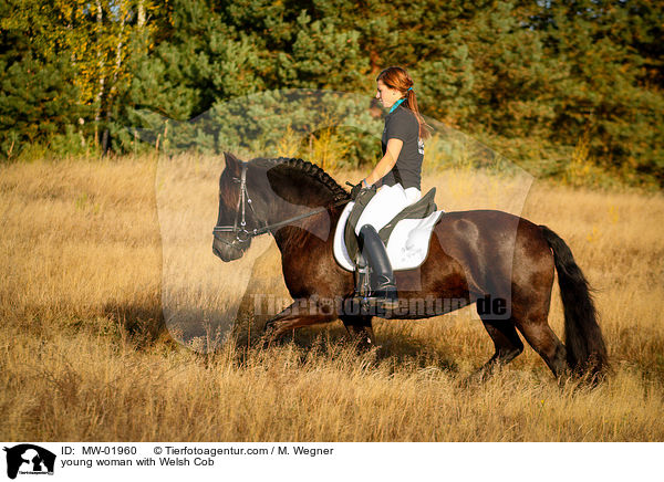 young woman with Welsh Cob / MW-01960