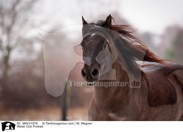 Welsh Cob Portrait / Welsh Cob Portrait / MW-01976