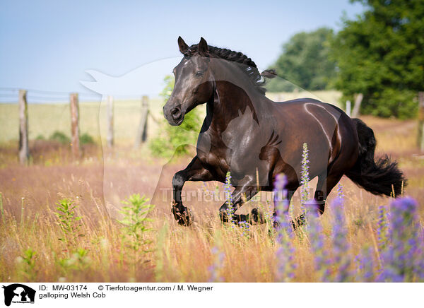 galoppierender Welsh Cob / galloping Welsh Cob / MW-03174