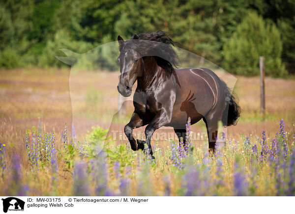 galloping Welsh Cob / MW-03175