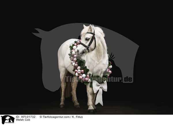 Welsh Cob / Welsh Cob / KFI-01732