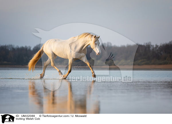 trotting Welsh Cob / UM-02088