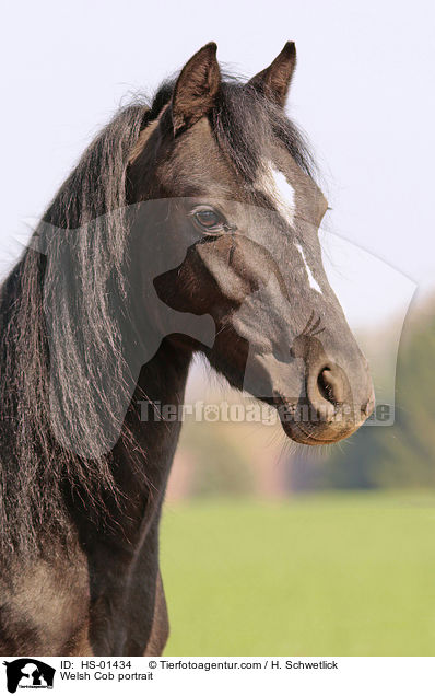 Welsh Cob portrait / HS-01434