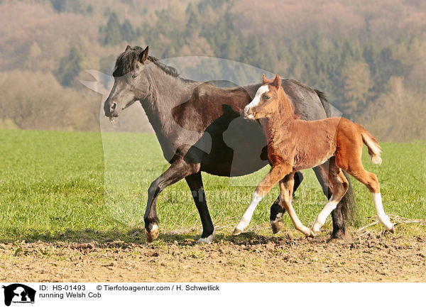 running Welsh Cob / HS-01493