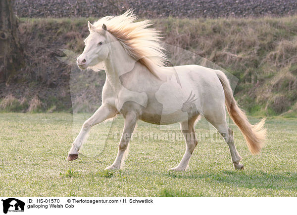 galoppierender Welsh Cob / galloping Welsh Cob / HS-01570