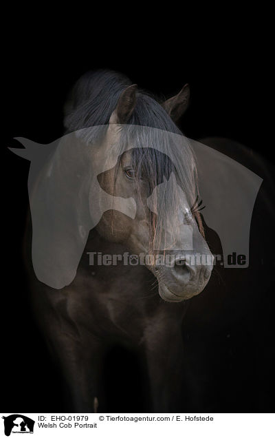 Welsh Cob Portrait / Welsh Cob Portrait / EHO-01979