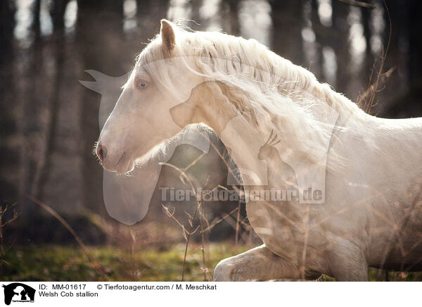 Welsh Cob Hengst / Welsh Cob stallion / MM-01617