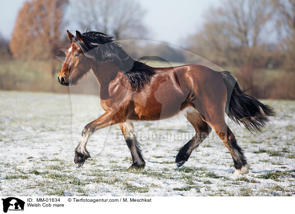 Welsh Cob Stute / Welsh Cob mare / MM-01634