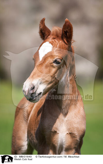 Welsh Cob Fohlen / Welsh Cob foal / MM-01649