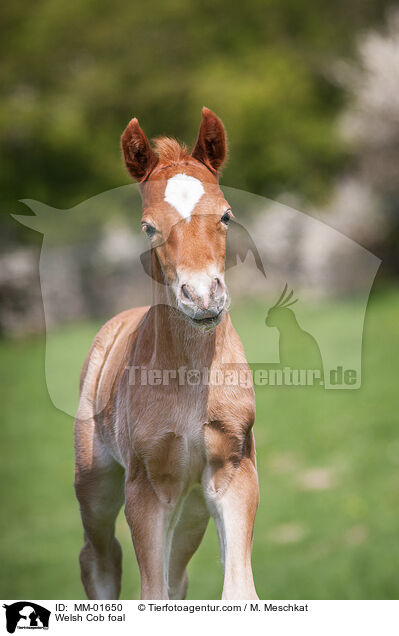 Welsh Cob Fohlen / Welsh Cob foal / MM-01650