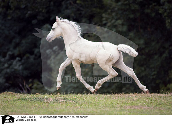 Welsh Cob Fohlen / Welsh Cob foal / MM-01661