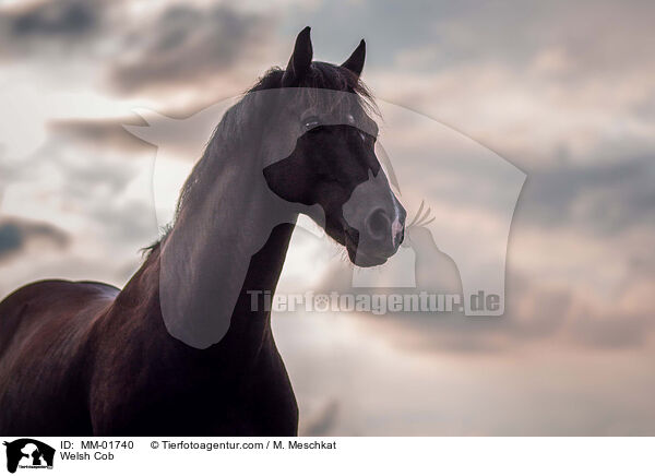 Welsh Cob / Welsh Cob / MM-01740