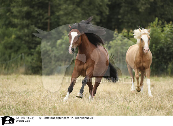 Welsh Cob / Welsh Cob / KB-15031