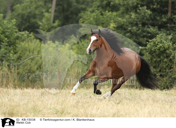 Welsh Cob / Welsh Cob / KB-15038