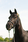 Welsh-Cob Portrait