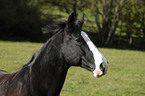 Welsh-Cob Portrait