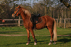 Welsh-Cob